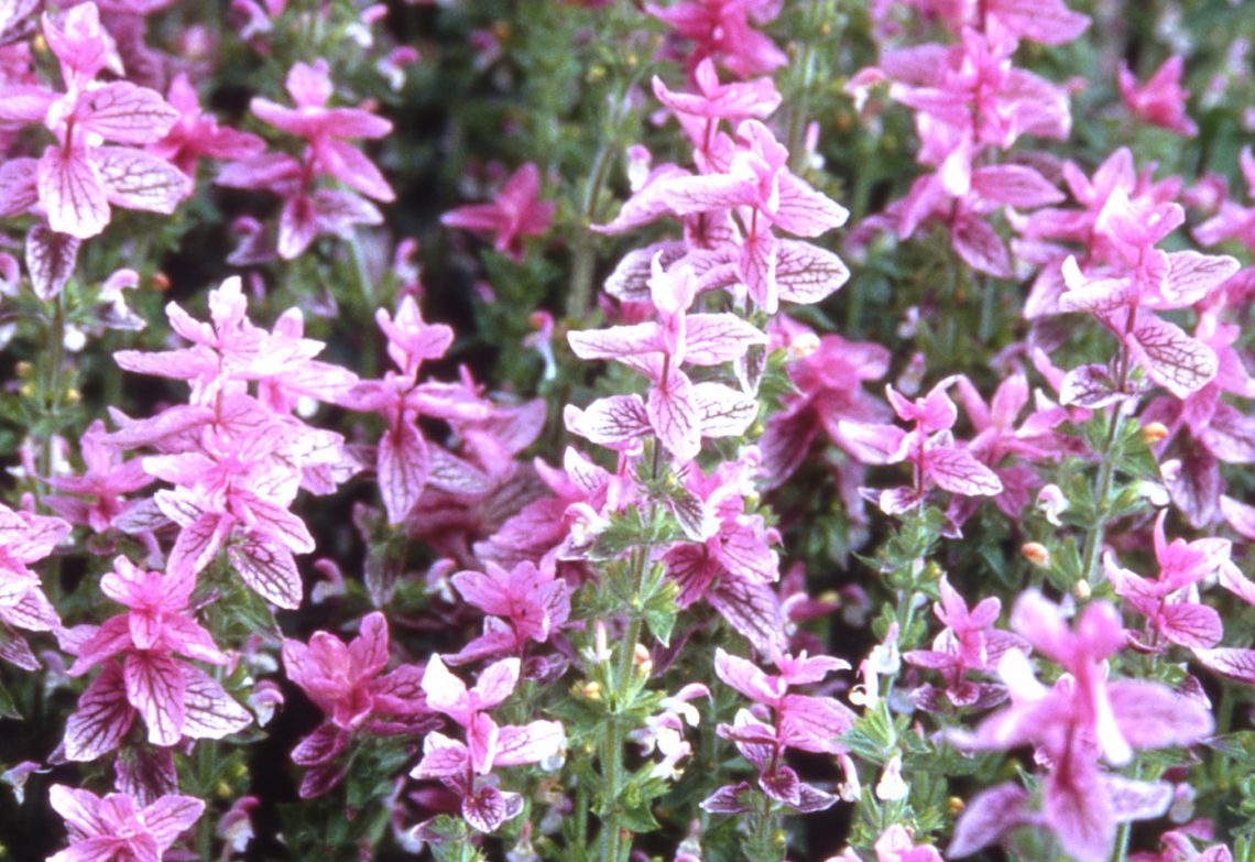 Clary Sage