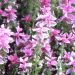 Clary Sage