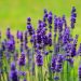 Lavender oil