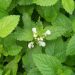 Melissa officinalis