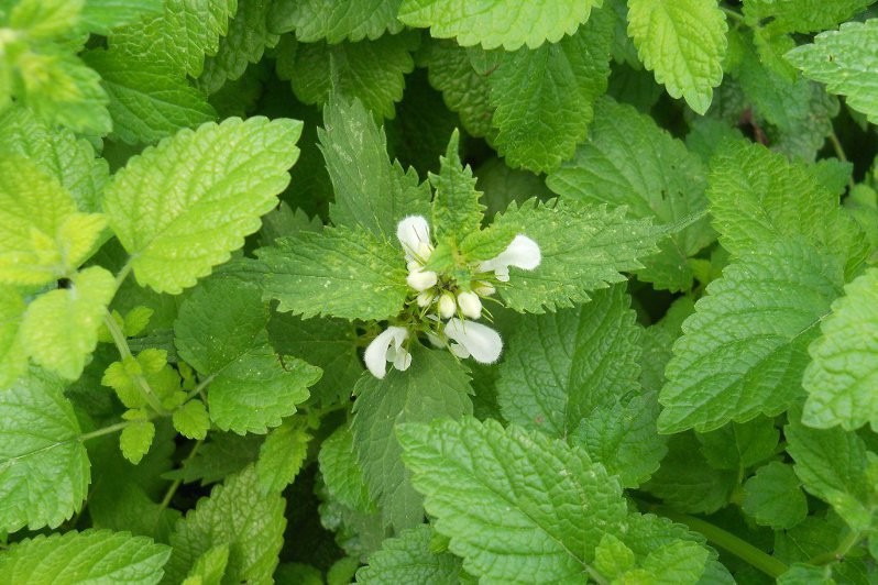 Lemon balm