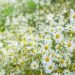 Roman Chamomile