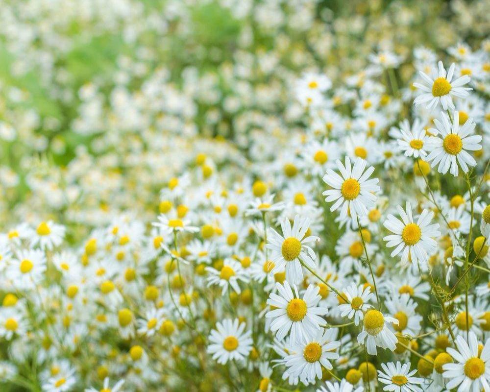 Roman Chamomile
