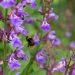 Salvia officinalis