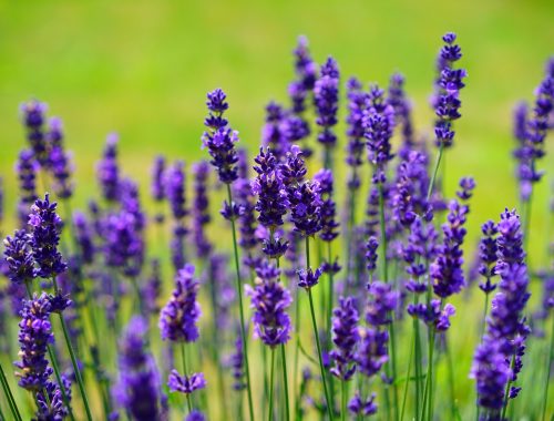 Lavender
